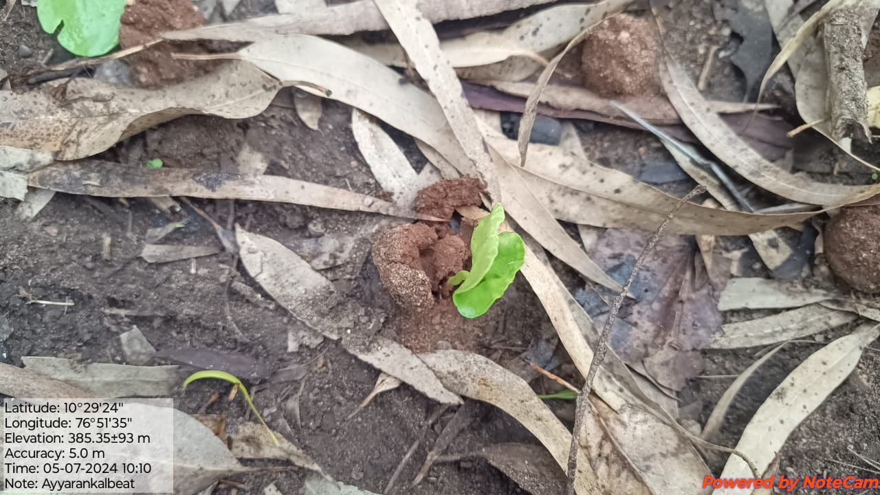 Seed Ball
